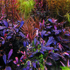 Bucephalandra brownie 'Ghost Ulu Kapus' 2