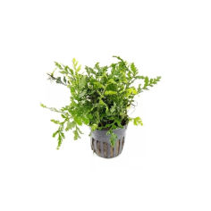 Bolbitis Heteroclita Difformis