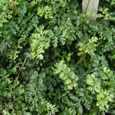 Bolbitis Heteroclita Difformis 2