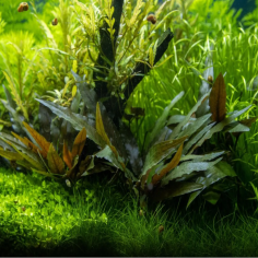 Cryptocoryne becketti 'Viridifolia' 2