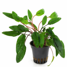 Cryptocoryne becketti 'Viridifolia'