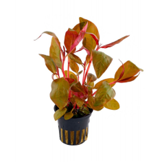 Alternanthera Lilacina