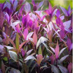 Alternanthera Lilacina 2