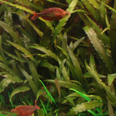 Cryptocoryne Indonesii 2