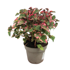 Houttuynia Cordata Chameleon