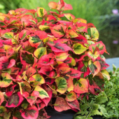 Houttuynia Cordata Chameleon 2