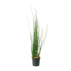 Equisetum Japonicum