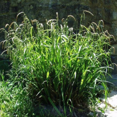 Carex pendula 2