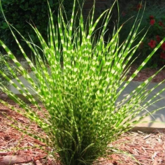 Miscanthus zebrinus