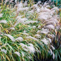Miscanthus zebrinus 2