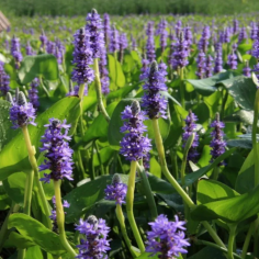 Pontederia Cordata 2