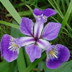 Iris Versicolor