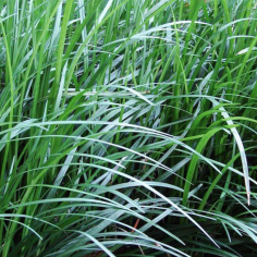 Ophiopogon Gigantea 2