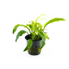 Anubias barteri var. glabra 'Variegata'