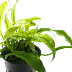 Anubias barteri var. glabra 'Variegata' 2