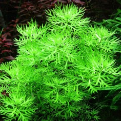 Hottonia palustris in Troplant Linea Vitro 2