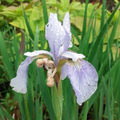 Iris sibirica 'Not Quite White' 2