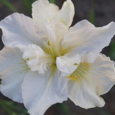 Iris sibirica 'Not Quite White'