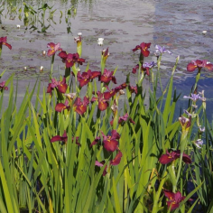 Iris 'Ann Chowning' (Red Water Iris) 2