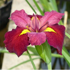 Iris 'Ann Chowning' (Red Water Iris)