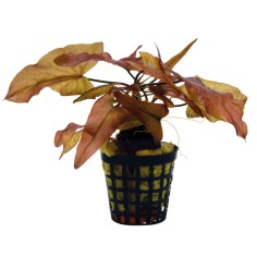 Nymphaea 'Tiger Lotus'