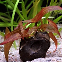 Nymphaea 'Tiger Lotus' 2