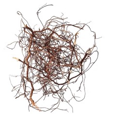 Wio Mini Root 80g 10-30cm - radici naturali