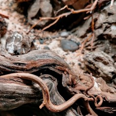 Wio Centurion Wood M - ramo naturale 20-30cm 2