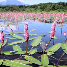 Polygonum amphibium (Persicaria amphibia) 2
