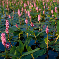 Polygonum amphibium (Persicaria amphibia)