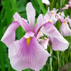 Iris laevigata Rose Queen