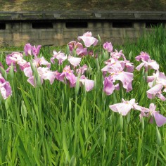 Iris laevigata Rose Queen 2