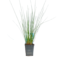 Juncus Effusus