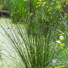 Juncus Effusus 2