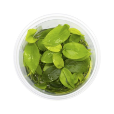 Anubias Nana Gold in Vitro