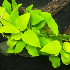 Anubias Nana Gold in Vitro 2