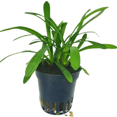 Sagittaria Platiphylla/Teres