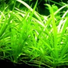 Sagittaria Platiphylla/Teres 2