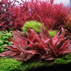Cryptocoryne Flamingo in Vitro 2