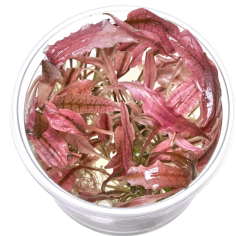 Cryptocoryne Flamingo in Vitro