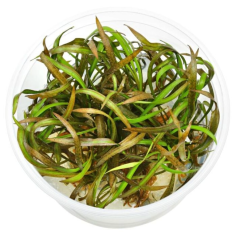 Cryptocoryne Spiralis Tiger in Vitro