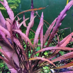 Cryptocoryne Spiralis Tiger in Vitro 2