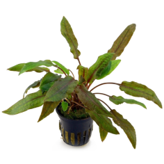 Cryptocoryne wendtii 'Mi Oya'