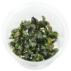 Bucephalandra brownie 'Ghost' in vitro