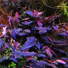 Bucephalandra brownie 'Ghost' in vitro 2