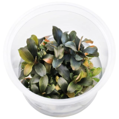 Bucephalandra brownie 'Purple' in vitro