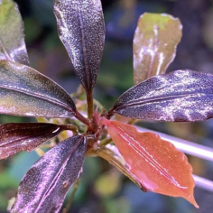Bucephalandra brownie 'Purple' in vitro 2