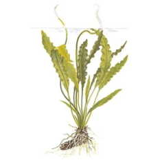 Aponogeton undulatus 2