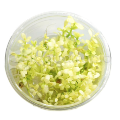 Bacopa monnieri 'Compact White' in vitro