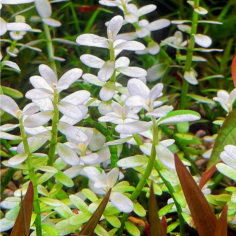 Bacopa monnieri 'Compact White' in vitro 2
